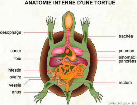 Anatomie interne d'une tortue